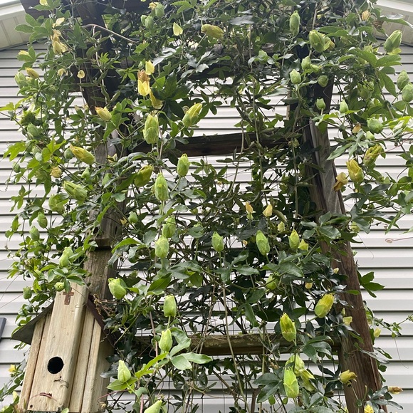 Meet your Posher, Wendy - Picture 4 of 4